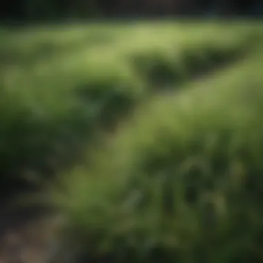 Seasonal Growth Patterns of Grass in Zone 7b Growth patterns of grass through the seasons