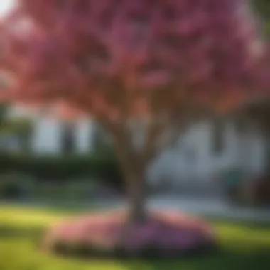 Vibrant Small Tree in Full Bloom A vibrant small tree with colorful blossoms in a front yard setting