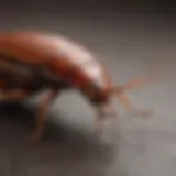 Close-up of a cockroach on a surface