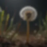 Close-up view of dandelion roots