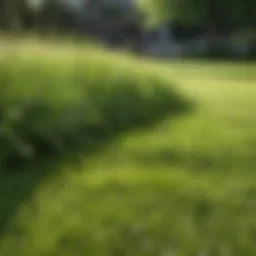 Lush green lawn with healthy grass growth
