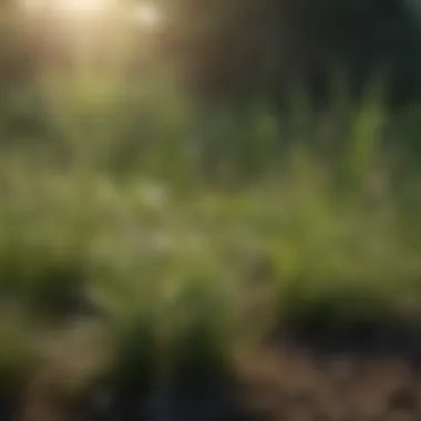 Different types of grass seeds displayed in natural settings