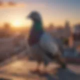 A pigeon perched on a rooftop, highlighting the issue of bird congregation.