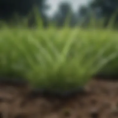 Close-up of grass blades with fertilizer granules