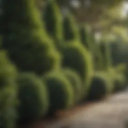 Dense tall evergreen shrubs providing privacy in a landscaped garden