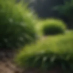 Lush green lawn with vibrant grass