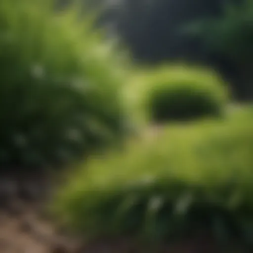 Lush green lawn with vibrant grass