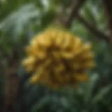 A vibrant bunch of bananas hanging from a tropical tree