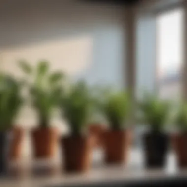 Healthy Plants in Selected Pots Healthy plants thriving in well-chosen pots