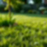 A vibrant lawn after successful weed removal