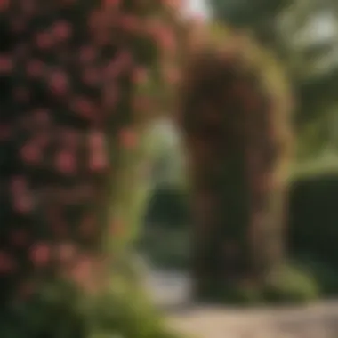 Climbing Roses in a Harmonious Garden A lush garden setting featuring climbing roses intertwined with other plants