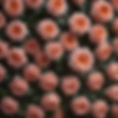 Intricate Patterns of Hybrid Climbing Roses Close-up of a hybrid climbing rose showcasing intricate petal patterns