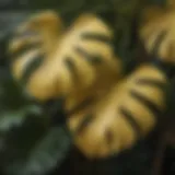 Close-up view of yellowing Monstera leaves