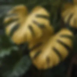 Close-up view of yellowing Monstera leaves