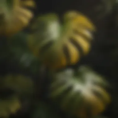 Healthy vs. Yellowing Monstera Leaves Comparison of healthy vs. yellowing Monstera leaves