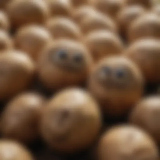 A close-up view of chitted potatoes with sprouting eyes