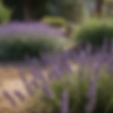 Lavender Blooming in a Garden Lavender blooming in a garden setting