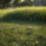 Close-up of gnat swarming in a lawn