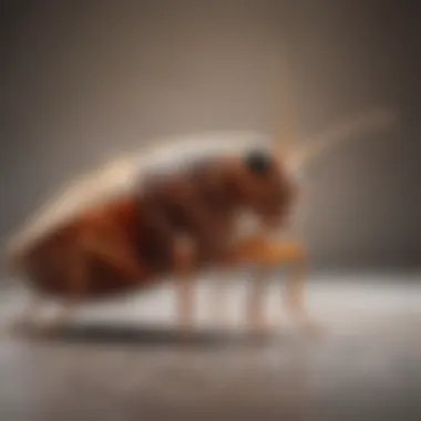 Close-up of a flea on pet fur