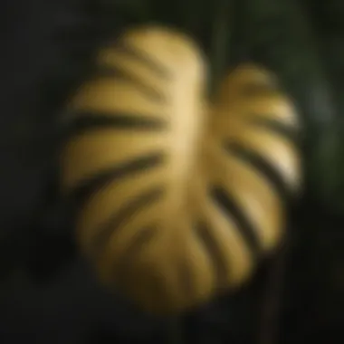 Close-up of a Monstera leaf showing yellowing