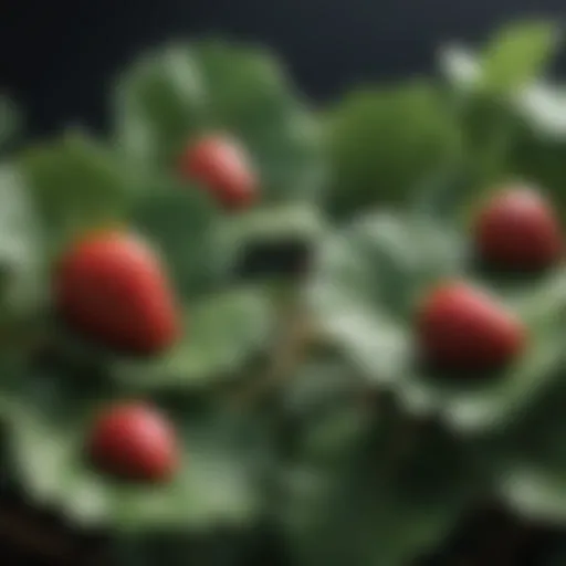 Close-up of strawberry leaves with visible pest damage