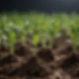 Close-up of healthy seedlings ready for transplanting