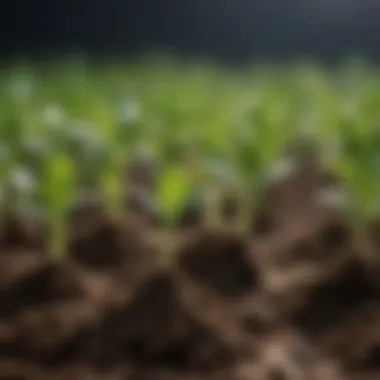 Close-up of healthy seedlings ready for transplanting