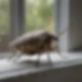 Close-up view of a stink bug on a window sill