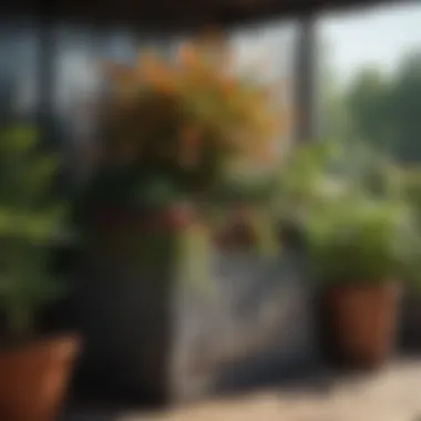 Container Garden with Thriving Plants Container garden with thriving plants
