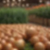 A vibrant display of onion sets in a garden center