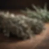A bundle of dried sage leaves